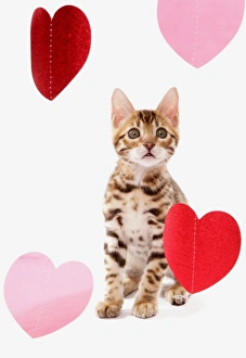 Anniversary Prints: Domestic Cat, Bengal, kitten, sitting with heart foils