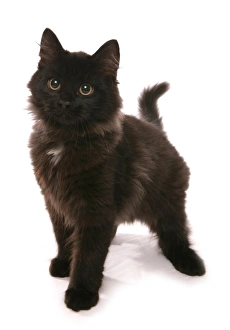 Cutout Prints: Domestic Cat, Black Siberian, kitten, fifteen-weeks old, standing