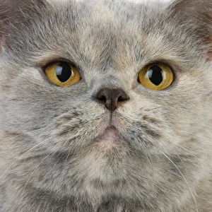 Domestic Cat, Blue Cream British Shorthair, adult female, close-up of face