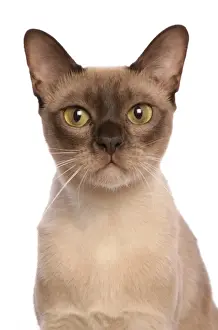 Burmese Prints: Domestic Cat, Burmese, adult female, close-up of head