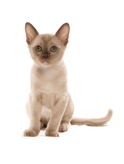 Domestic Cat, Burmese, kitten, sitting
