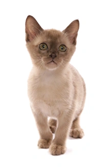 Kitten Prints: Domestic Cat, Burmese, kitten, standing