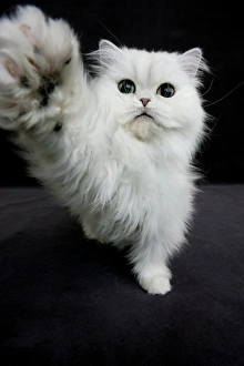 Domestic Cat, Chinchilla Persian, adult, playing with camera