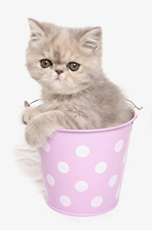 Domestic Cat, Exotic Shorthair, kitten, sitting in pink bucket