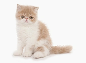 Kitten Prints: Domestic Cat, Exotic Shorthair, cream and white kitten, sitting