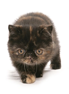 Kitten Prints: Domestic Cat, Exotic Shorthair, brown tortie kitten, walking