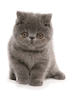 Blue Prints: Domestic Cat, Exotic Shorthair, blue kitten, sitting