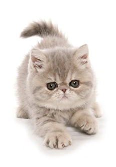 Pedigree Prints: Domestic Cat, Exotic Shorthair, kitten, padding