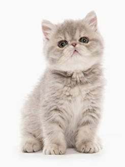 Domestic Cat, Exotic Shorthair, kitten, sitting