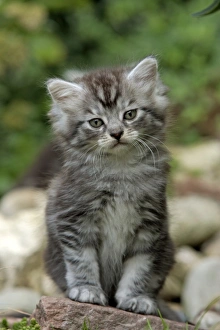 Kitten Prints: Domestic Cat (Felis catus) Maine Coon, kitten in garden
