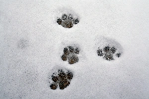 Foot Prints: Domestic Cat, footprints in snow covered garden, Bacton, Suffolk, England, March