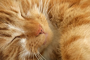 Sleeping Prints: Domestic Cat, ginger tabby, adult male, sleeping, close-up of head, England, march