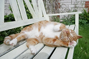 Domestic Cat, ginger and white tabby, adult, rolling on garden bench, England, april
