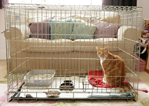 Rooms Prints: Domestic Cat, ginger and white tabby