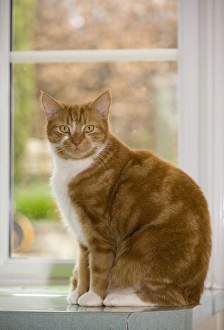 Domestic Cat, ginger and white tabby, adult, sitting on worktop beside window, England
