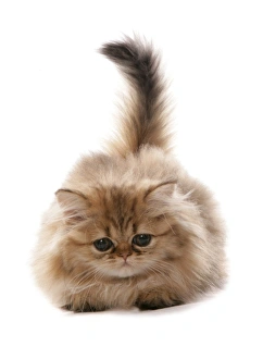 Kitten Prints: Domestic Cat, Golden Persian, kitten, laying