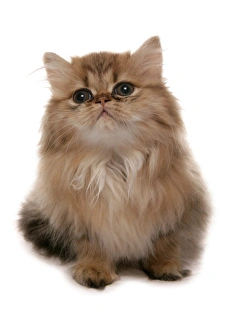 Cute Prints: Domestic Cat, Golden Persian, kitten, sitting