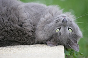 Grey Prints: Domestic Cat, grey adult, close-up of head, rolling on back in garden, England, march