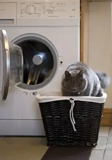 Dangerous Prints: Domestic Cat, grey adult, in laundry basket beside washing machine, England