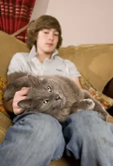 Grey Prints: Domestic Cat, grey adult, laying on lap of teenage boy sitting on sofa, England