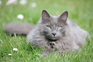 Domestic Cat, grey adult, resting on garden lawn, England, march