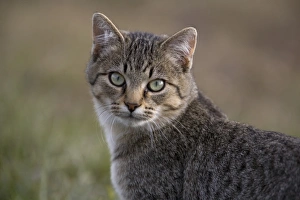 Felidae Prints: Domestic Cat, immature, close-up of head, on farm, North Dakota, U. S. A. October