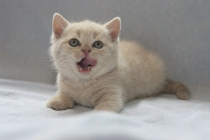 Kitten Prints: Domestic Cat - Kitten laying, licking lips