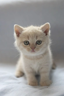 Kitten Prints: Domestic Cat - Kitten sitting