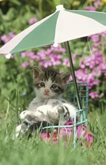 Domestic Cat, kitten sitting on miniature sun lounger under umbrella in garden