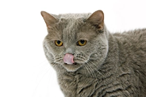 Funny Prints: Domestic Cat, Lilac Self British Shorthair, adult female, licking nose, close-up of head