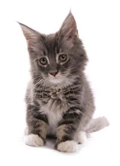 Kitten Prints: Domestic Cat, Maine Coon, kitten, sitting