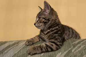 Seats Prints: Domestic Cat, male tabby kitten, clawing furniture, Scotland, march