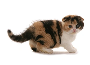 Domestic Cat, Red White and Black Scottish Fold, kitten, standing
