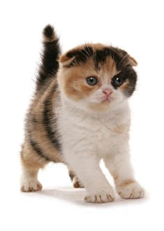 Domestic Cat, Red White and Black Scottish Fold, kitten, standing