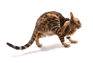 Scratching Prints: Domestic Cat, Rosetted Bengal, adult, scratching head with hind paw