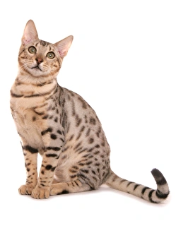 Felidae Prints: Domestic Cat, Rosetted Bengal, adult, sitting