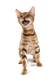 Kitten Prints: Domestic Cat, Rosetted Bengal, kitten, meowing