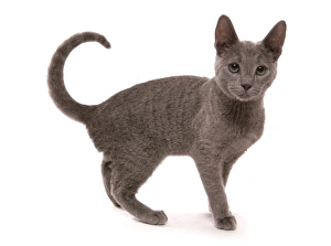 Cutout Prints: Domestic Cat, Russian Blue, kitten, sixteen-weeks old, standing
