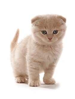 Cutout Prints: Domestic Cat, Scottish Fold, cream kitten, standing