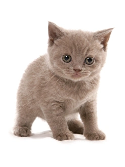 Kitten Prints: Domestic Cat, Selkirk Rex, kitten, standing