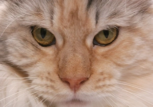 Semi Longhair Prints: Domestic Cat, Silver, Cream and White Maine Coon, adult, close-up of face