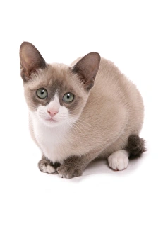 Domestic Cat, Snowshoe, kitten, sitting