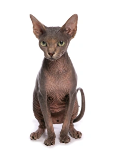 Cutout Prints: Domestic Cat, Sphynx, adult female, sitting