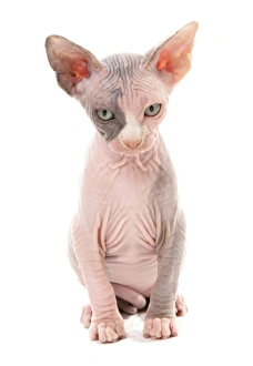 Domestic Cat, Sphynx, kitten, sitting
