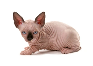 Kitten Prints: Domestic Cat, Sphynx, kitten, sitting