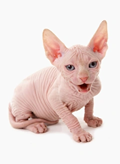 Wrinkly Prints: Domestic Cat, Sphynx, kitten, sitting and calling