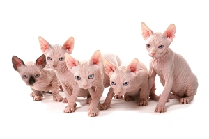 Wrinkly Prints: Domestic Cat, Sphynx, five kittens, sitting