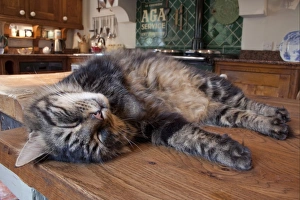 Sleeping Prints: Domestic Cat, tabby, adult male, sleeping on worktop in farmhouse kitchen, England