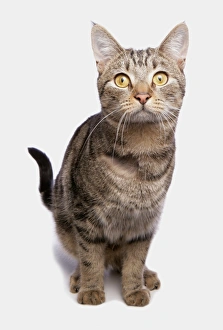 Cutout Prints: Domestic Cat, tabby adult, with shaved patch of fur on chest, sitting