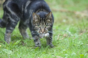 Killing Prints: Domestic Cat, tabby, adult, with vole prey in mouth, England, august